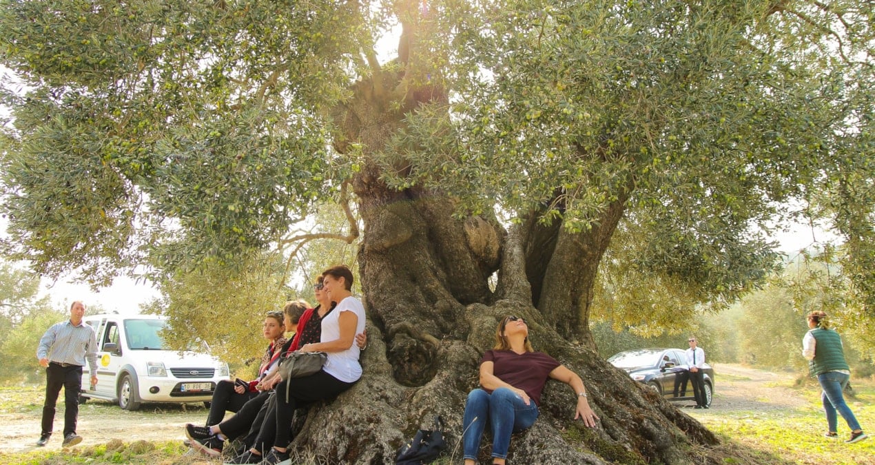 zeytin cenneti tedirgin PKxcFW4n.jpg