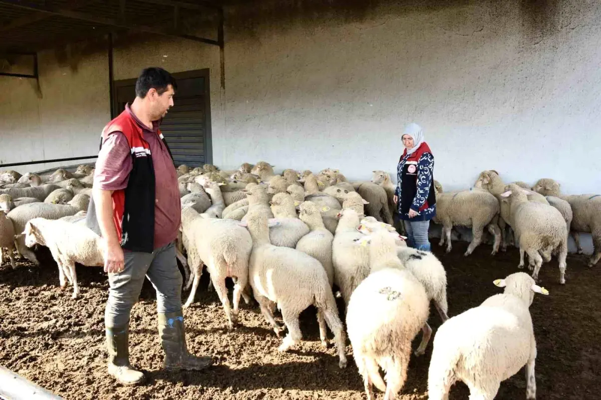 aliagada damizlik koyun uretim merkezi projesi tamamlandi nEde4cmi.jpg