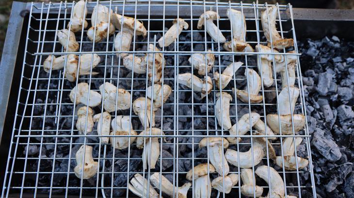 kilosu etle yarisiyor japonlarin gozdesi sedir mantari cikti t8bssvRQ.jpg