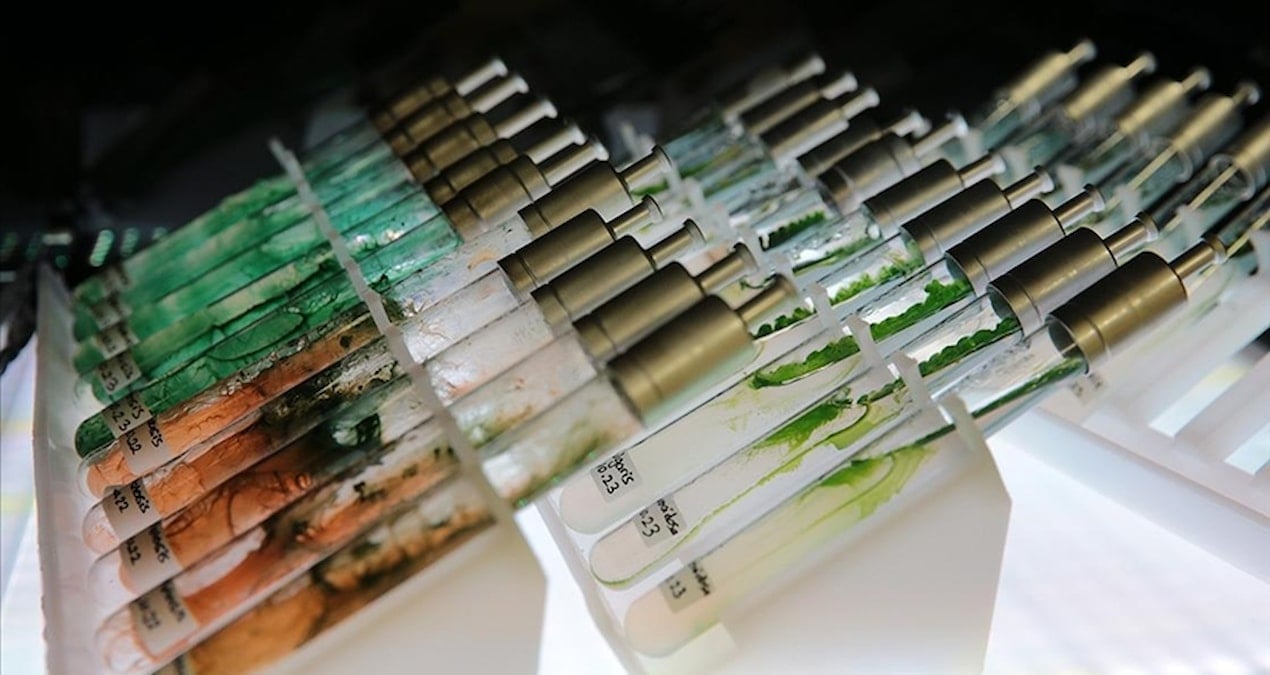 turk bilim insanlarindan dunya capinda bulus murekkep baligindan dogal gunes kremi ZtmMwpUZ.jpg