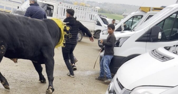 Kurbanlık Boğa Pazar Yerinde Kaos Yarattı